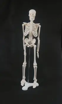45 см Анатомическая модел на скелета на човека, медицински потребителя, ръководство за обучение по медицина